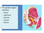 Lower Limb