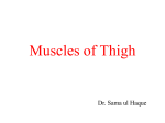 Muscles of the Thigh & Hip Joint
