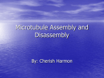 Microtubule Assembly and Disassembly