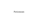 Periosteum - Maryville University