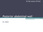 Posterior abdominal wall and retroperitoneum