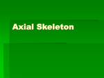 Axial Skeleton - North Seattle College
