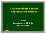 Anatomy of the female reproductive system