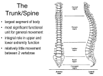 Spine Lecture
