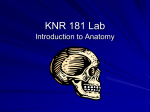 KNR 181 Lab intro - knr181labvedeenfall09