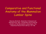 Comparative and Functional Anatomy of the Mammalian Lumbar