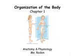 Organization of the Body