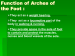 26-arches+venous&lymphatics2008-05