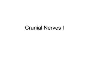 Cranial Nerves