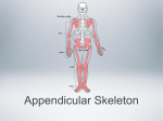Appendicular Skeleton Appendicular Skeleton Your appendicular