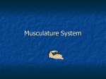 Musculature System