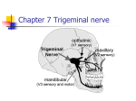 Chapter 4 Trigeminal nerve