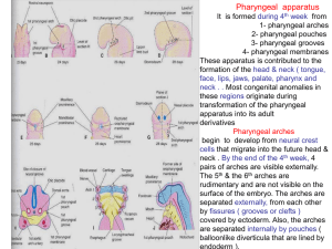 03-pharyngeal arches ,pouchs