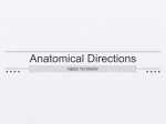 Anatomical Directions - Kleins