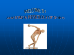 Introduction to Anatomy & Physiology of Sports