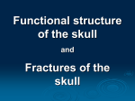 Functional structure of the skull