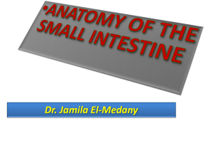 ANATOMY OF SMALL INTESTINE