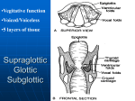 Supraglottic Glottic Subglottic