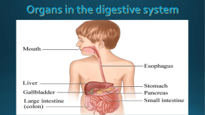 oral cavity