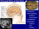 Chapter 14: The Brain and Cranial Nerves