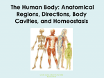 The Human Body: Anatomical Regions, Directions, and Body Cavities