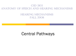 Central Auditory Pathways