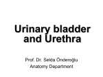 SO_Cyprus_med_14-15_urinarybladder_32