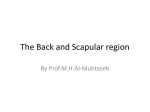 muscles of the back and scapular region & the axilla