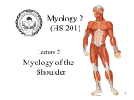 Muscles of the Shoulder