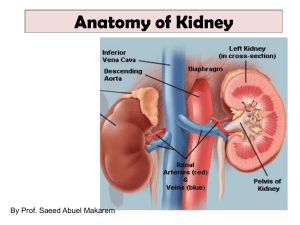 L1 - Kidney