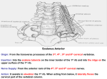 16. scalene,prevert,cervical plex