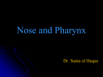 NOSE AND PHNX