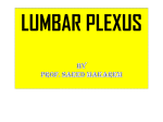5.Lumbar plexus&Innervation Of Abdominal Viscera