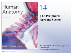 The Peripheral Nervous System