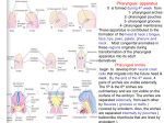 02-pharyngeal arches ,pouchs