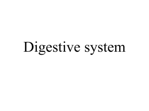 digestive system