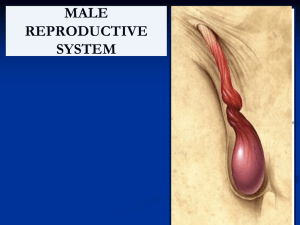 Male Pelvic Organs (2)