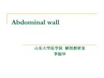 Abdomen - 山东大学医学院人体解剖学教研室