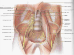 29-Posterior Abdomin..