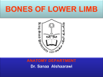 Lecture 1 -Bones of Lower Limb