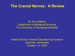 Cranial Nerve