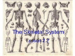 The Skeletal System - Blyth-Exercise