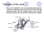 Triangles of the neck