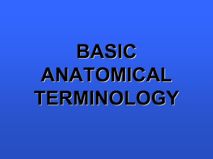 Anatomical Terms