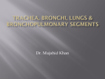 Trachea, bronchi & bronchopulmonary segment