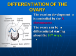 08. female genital system