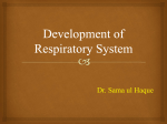 Development of respiratory system