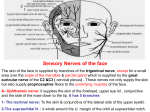 03. face,N&vessels