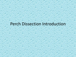 Perch Dissection Introduction
