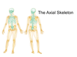 Axial skeleton is shown in green